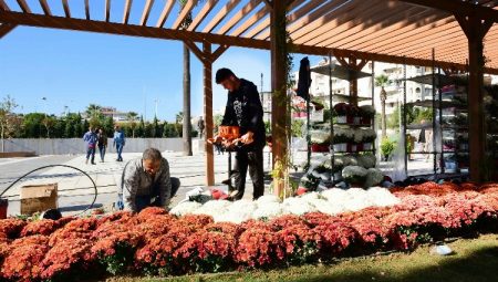 100. Yıl Uğur Mumcu Parkı kasımpatlarıyla renklendi