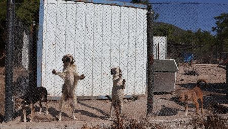 Egeli ihracatçılardan barınak hayvanlarına mama yardımı