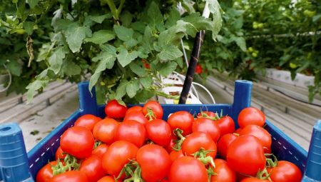 Sakarya üretiyor Türkiye kazanıyor… 5 aylık hasatla rekor ‘Mükemmeliyet’