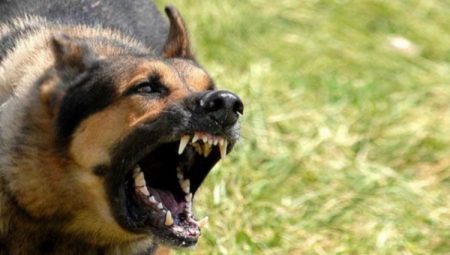 Ankara’daki köpek saldırısıyla ilgili İçişleri soruşturma başlattı