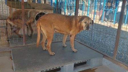 Bodrum’da denize düşen köpek kurtarıldı