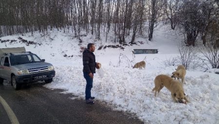 Pazaryeri’nde -10’da can dostlarına belediye şefkati