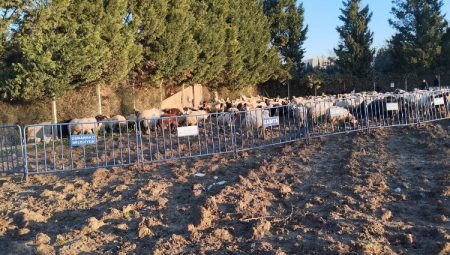 Tarım arazilerine zarar veren koyunlara Osmangazi Zabıtası’ndan müdahale