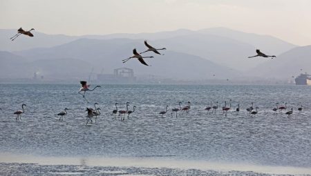 İzmit Körfezi onlarca flamingoya ev sahipliği yapıyor