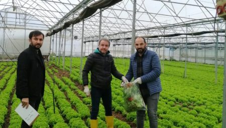 Bursa’da yaprağı yenen sebzelerde pestisit kontrolü
