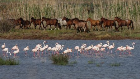 İzmir’in doğasını yok edecek seçim vaadine tepki!