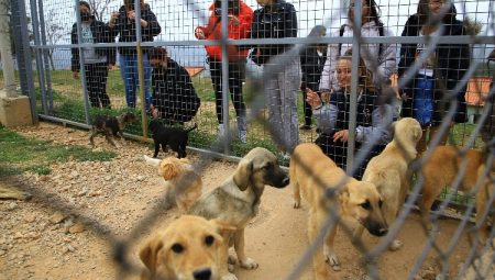 Muğla'da 3 bin 174 candostu sahiplendirdi
