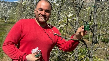 Bursa Gürsu’da armut bahçelerinde biyolojik mücadele