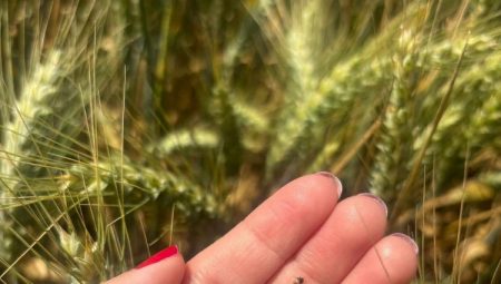 İpsalalı üreticilere buğdaylarda süne uyarısı!