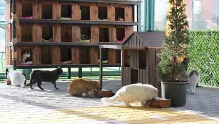 Küçük Dostlar Kedi Kasabası’na ziyaretçi akını