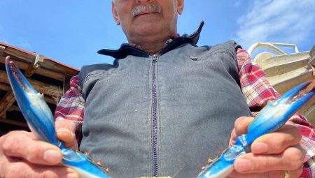 Mavi yengeçler balıkçıların ağlarına zarar veriyor