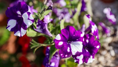 Selçuklu Çiçek Bahçesi sezonu açtı