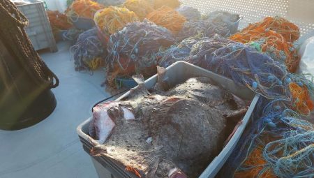 Şile’de kaçak avcılık operasyonu