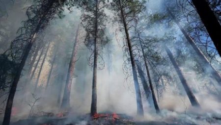 Türkiye’de yangınların yüzde 40’ı İzmir, Muğla, Antalya ve Çanakkale’de
