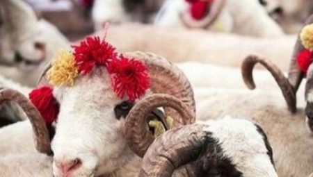 Uzmanı uyardı! Kurban etlerini böyle saklayın