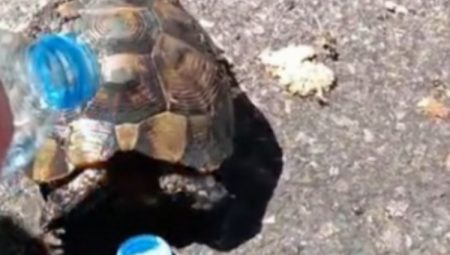 Yangında mahsur kalan kaplumbağayı Kayseri İtfaiyesi kurtardı