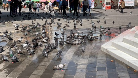 Bursa’da sıcaktan bunalan güvercinler böyle serinledi