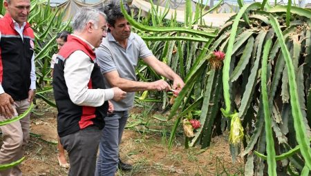 İzmir’in tarımsal çeşitliliğine Ejder Meyvesi katkısı