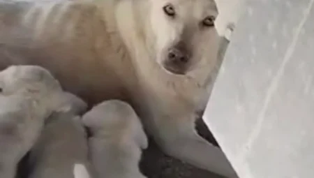 Düzce'de yaşanan olay kalpleri ısıttı