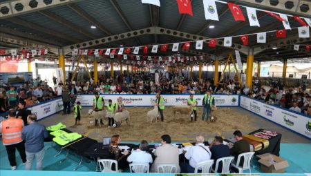 İnegöl’de Küçükbaş Hayvancılık Festivali için geri sayım başladı