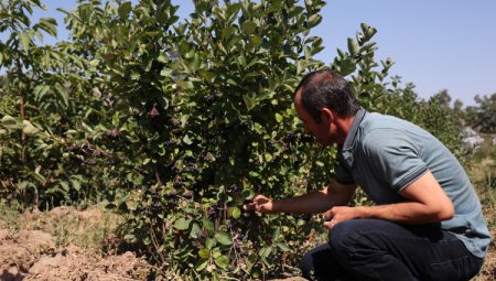 Konya ‘süper meyve’yi yaygınlaştırıyor
