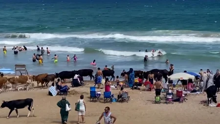 Şile sahillerini inekler bastı!