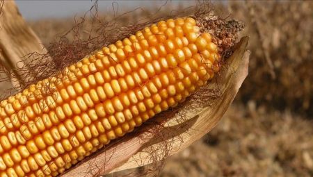 AB, genetiği değiştirilmiş mısıra onay verdi