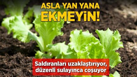 Asla yan yana ekmeyin! Saldıranları uzaklaştırıyor, nizamlı sulayınca coşuyor