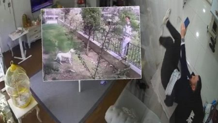 İstanbul’da sarsıntı anı: Köpek ve muhabbet kuşunun yansısı kamerada