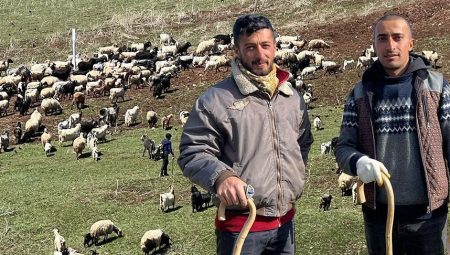Kentte çoban krizi! ’70 bin TL maaşa karşın bulamıyoruz’