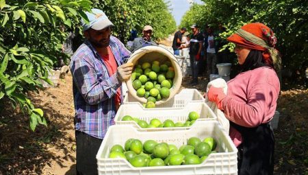 Limonda stokçuların oyunu ortaya çıktı