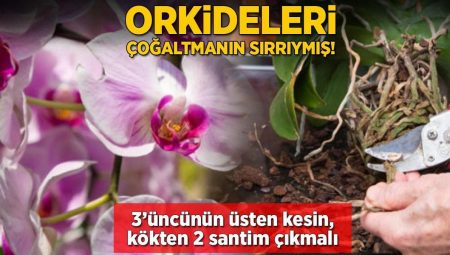 Orkideleri çoğaltmanın sırrıymış! 3’üncünün üsten kesin, kökten 2 santim çıkmalı