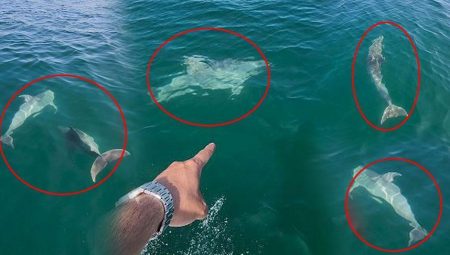 Tekirdağ’da balıkçılar fark etti!! Sürü halinde görüldüler, tekneyle yarıştılar