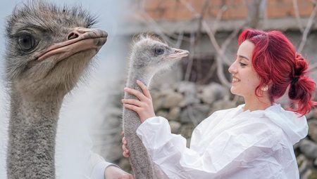 Yalnızlıktan gerilime giren firari deve kuşuna eş aranıyor: En kısa vakitte bulmamız lazım