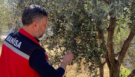 Zeytin üreticilerine ‘Pamuklu bit’ uyarısı