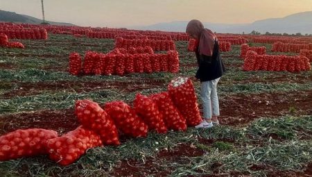Hatay’da ihraç edilecek soğanlardan numune alındı