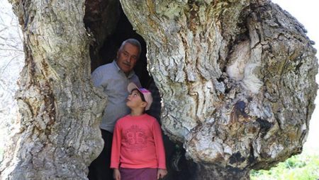 İmgeleri toplumsal medyada yayıldı: Çocukluğumuzdan beri bu ağacın öyküsünü dinleriz
