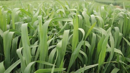 Tekirdağ’da yerli buğday çeşidi “NKÜ Paşaeli” tescillendi