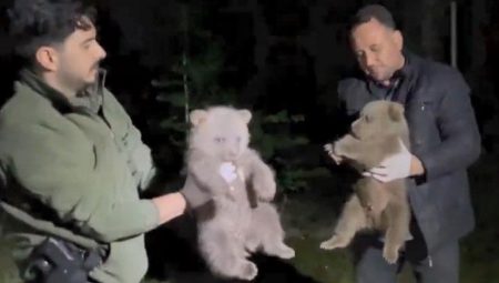 Annelerine ulaşılamayan yavru ayılar muhafaza altına alındı