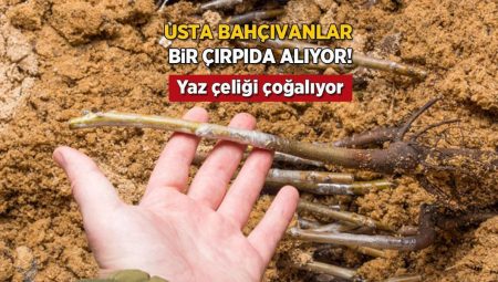 Bahçeyi çiçek tarlasına çevirmek çok kolay! Yaz çeliğiyle 1 kol dik 10 adet al