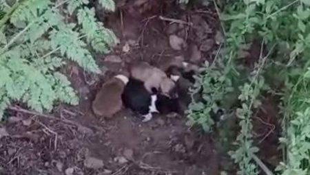 Çiftçi son anda fark etti! ‘Hepsini biçiyordum az kalsın’