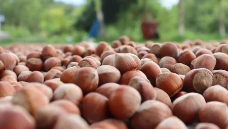 Fındık ihracatından 8 ayda 1,9 milyar doları aşkın gelir sağlandı