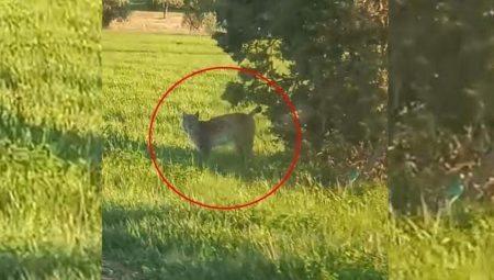 Görenler şaşkına döndü! Güpegündüz yol kenarında karşılaştılar