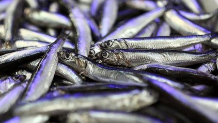 Hamsi ihracatından 4 ayda 4,7 milyon dolar çıkar