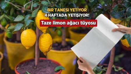 Havlu kağıtla meskeni limon bahçesine dönüştürün! 1 ayda fide verecek, deneyen mutlu