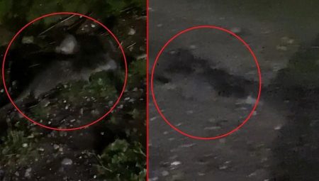 Irmak kıyısında gören inanamadı! ‘Bazı külfetli süreçler yaşıyor’