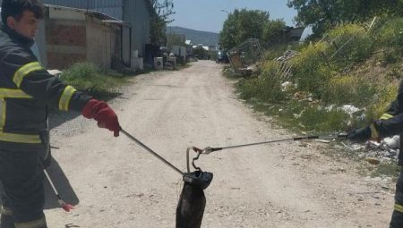 Kütahya’da yılan avı!