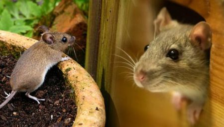 Meskeni farelere açan hata! Ağaçlar köprü, bitkiler yuva: Köpükle uzak tutun