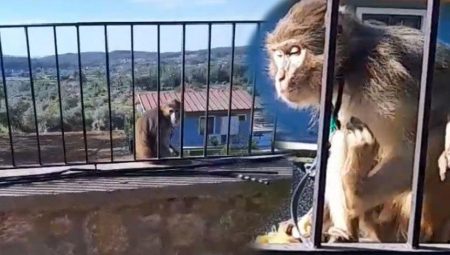 Muğla’da kaçak maymun paniği! Gruplar alarma geçti