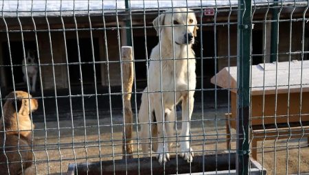 Osmangazi Belediyesinden barınakta köpeklerin öldürüldüğü tezine açıklama